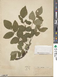 Zanthoxylum americanum image