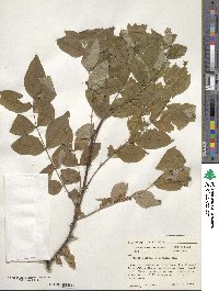 Zanthoxylum americanum image