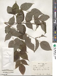 Zanthoxylum americanum image