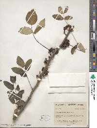 Zanthoxylum americanum image