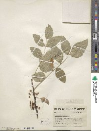 Zanthoxylum americanum image