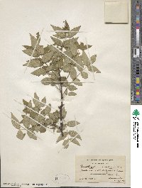 Zanthoxylum americanum image