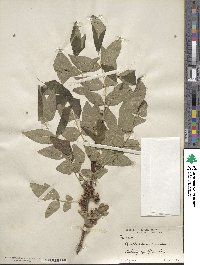 Zanthoxylum americanum image