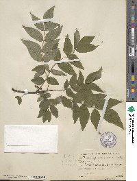 Zanthoxylum americanum image