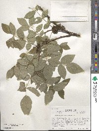 Zanthoxylum americanum image