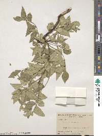 Zanthoxylum clava-herculis image