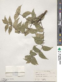 Zanthoxylum clava-herculis image