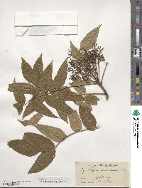 Zanthoxylum clava-herculis image