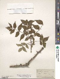 Zanthoxylum clava-herculis image