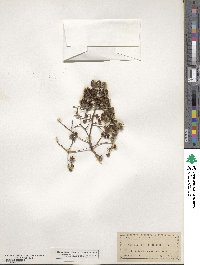 Zanthoxylum clava-herculis image