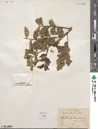 Zanthoxylum clava-herculis image