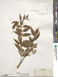 Zanthoxylum clava-herculis image