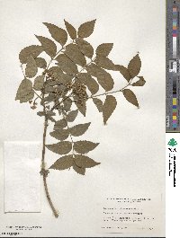 Zanthoxylum clava-herculis image