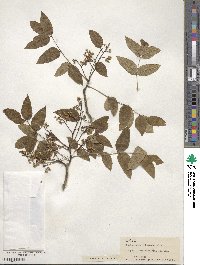 Zanthoxylum clava-herculis image