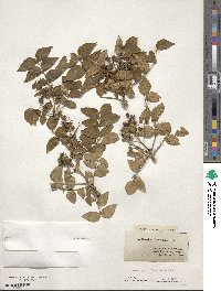 Zanthoxylum clava-herculis image