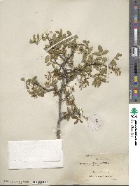 Zanthoxylum clava-herculis image