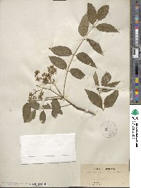 Zanthoxylum clava-herculis image