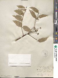 Zanthoxylum clava-herculis image