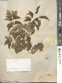 Zanthoxylum clava-herculis image