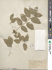 Zanthoxylum clava-herculis image