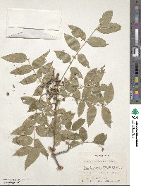 Zanthoxylum clava-herculis image