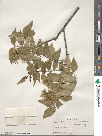 Zanthoxylum clava-herculis image