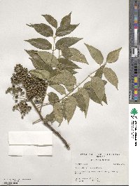 Zanthoxylum clava-herculis image