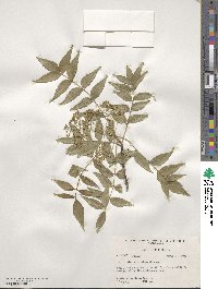 Zanthoxylum clava-herculis image