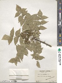 Zanthoxylum clava-herculis image