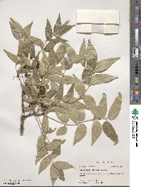 Zanthoxylum clava-herculis image