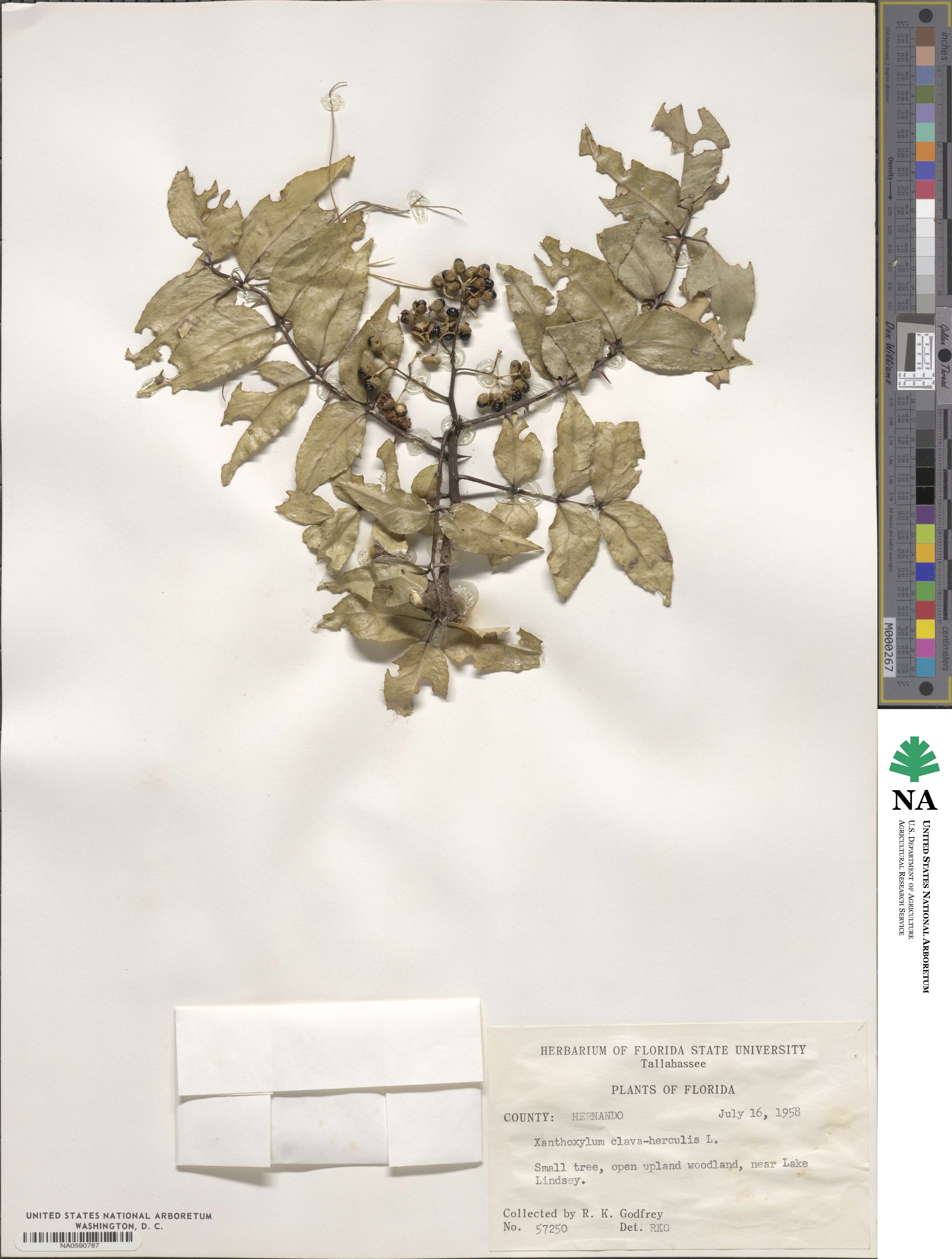 Zanthoxylum clava-herculis image