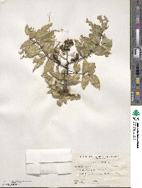 Zanthoxylum clava-herculis image