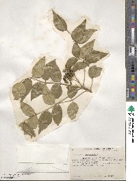 Zanthoxylum clava-herculis image