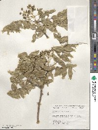 Zanthoxylum clava-herculis image