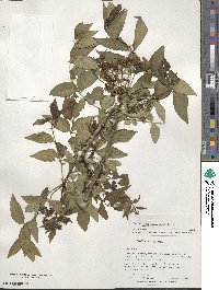 Zanthoxylum clava-herculis image