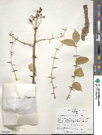 Zanthoxylum clava-herculis image