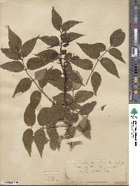 Zanthoxylum clava-herculis image