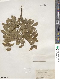 Zanthoxylum clava-herculis image