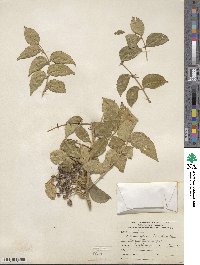 Zanthoxylum clava-herculis image