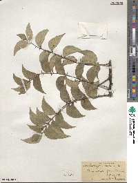 Zanthoxylum clava-herculis image