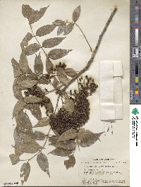 Zanthoxylum clava-herculis image