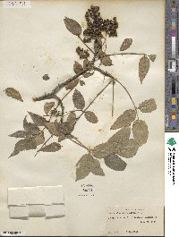 Zanthoxylum clava-herculis image