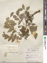 Zanthoxylum clava-herculis image