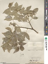 Zanthoxylum clava-herculis image