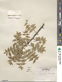 Zanthoxylum clava-herculis image