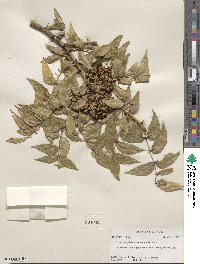 Zanthoxylum clava-herculis image