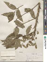 Zanthoxylum clava-herculis image