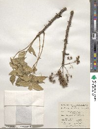 Zanthoxylum clava-herculis image