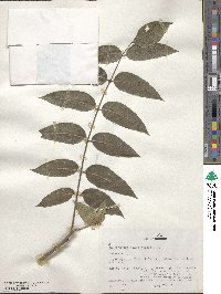 Zanthoxylum clava-herculis image