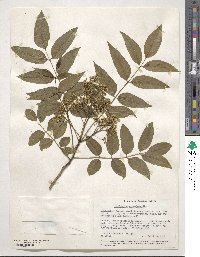 Zanthoxylum clava-herculis image